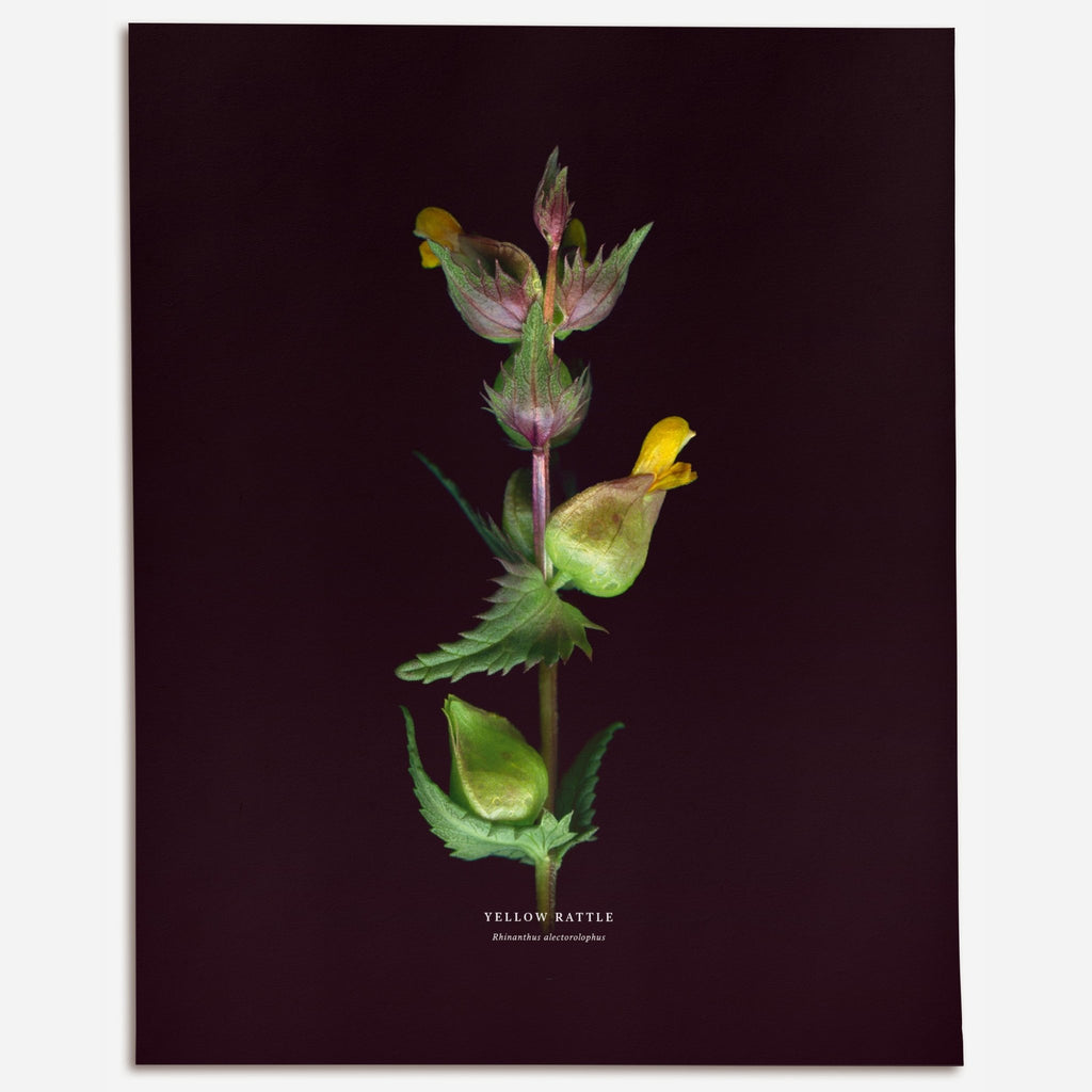 Yellow Rattle (Rhinanthus alectorolophus) - Raoul et Simone