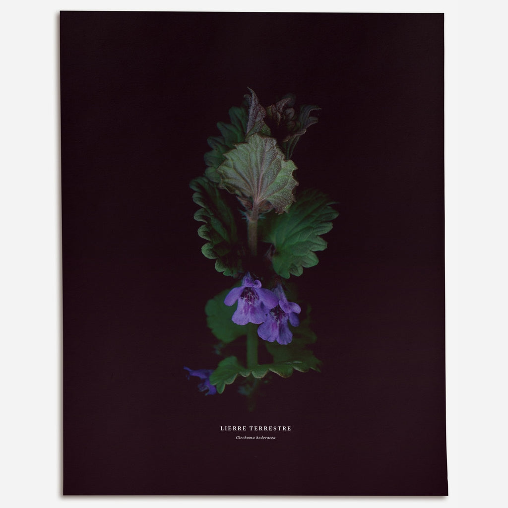 Ground Ivy (Glechoma hederacea) - Raoul et Simone