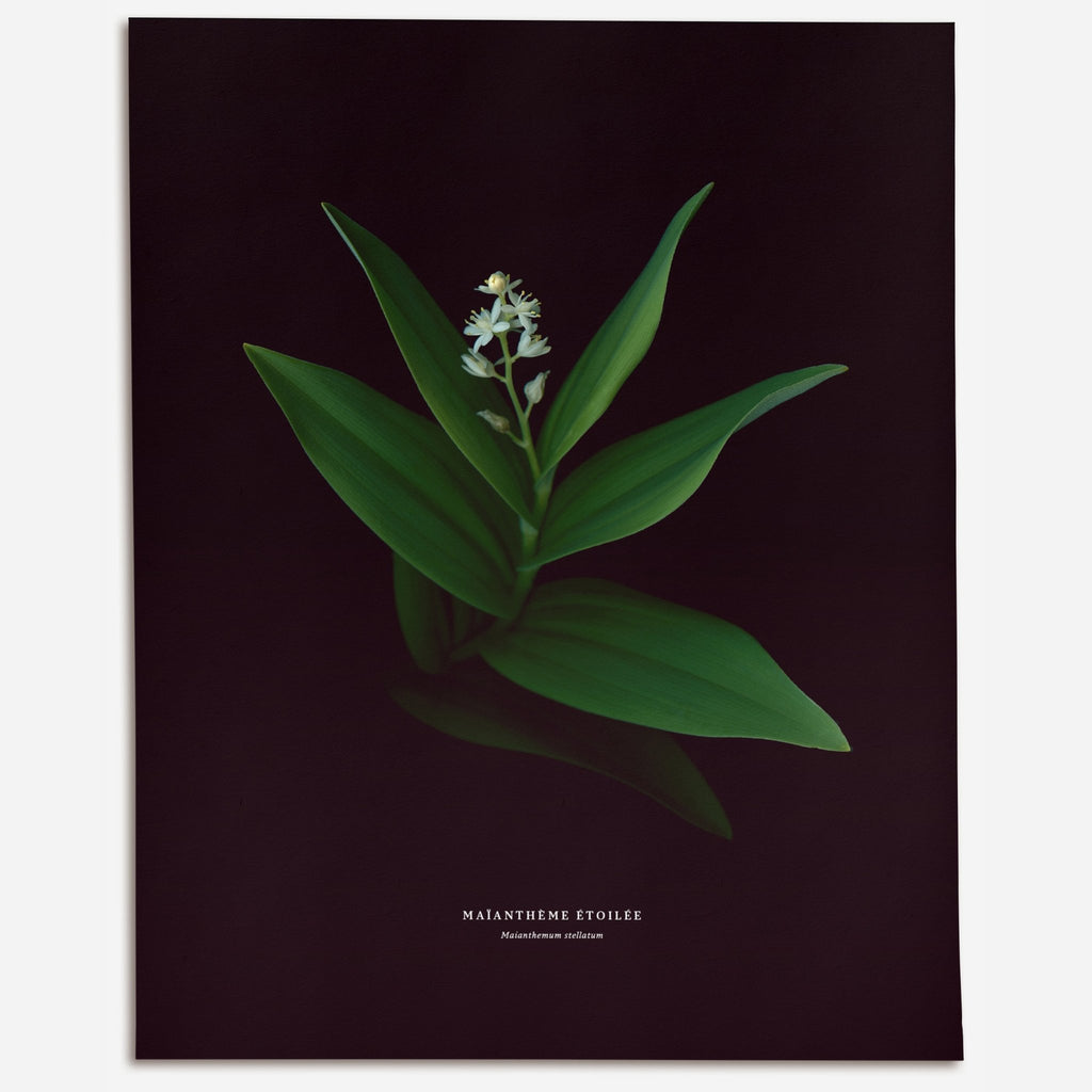 Starflower – No.1 (Maianthemum stellatum) - Raoul et Simone