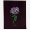 Red Clover (Trifolium pratense) - Raoul et Simone