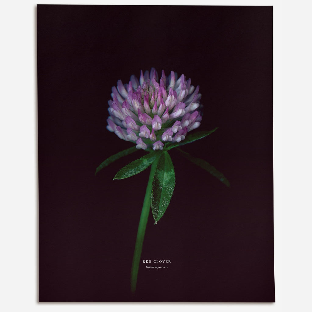Red Clover (Trifolium pratense) - Raoul et Simone
