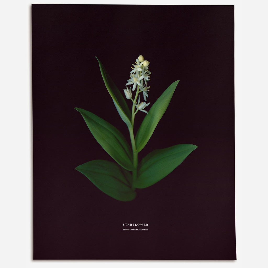 Starflower – No.2 (Maianthemum stellatum) - Raoul et Simone