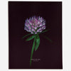 Red Clover (Trifolium pratense) - Raoul et Simone