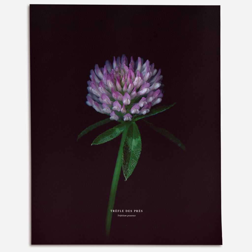 Red Clover (Trifolium pratense) - Raoul et Simone
