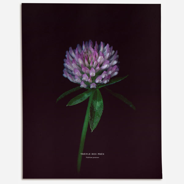 Red Clover (Trifolium pratense) - Raoul et Simone