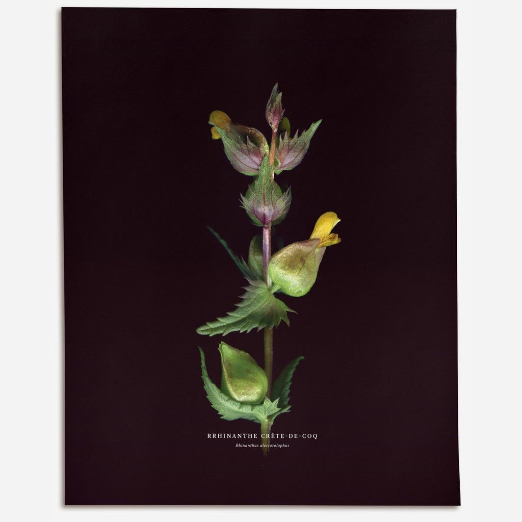 Yellow Rattle (Rhinanthus alectorolophus) - Raoul et Simone