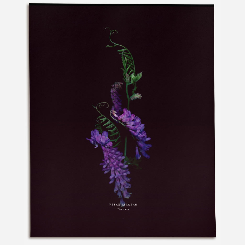 Tufted Vetch (Vicia cracca) - Raoul et Simone