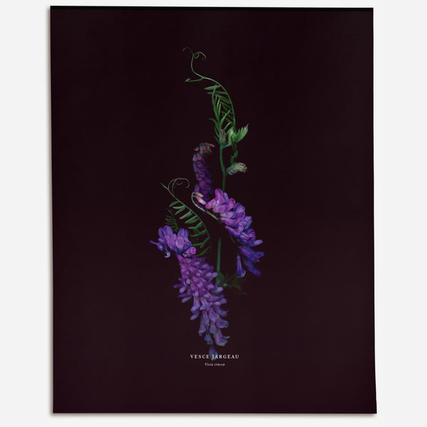 Tufted Vetch (Vicia cracca) - Raoul et Simone