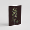 Greeting card with botanical illustration of Mountain Deathcamas, white flower from the Boreal Seasons collection.