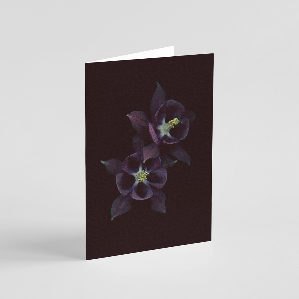 Greeting card with botanical illustration of Common Columbine, purple flower from the Boreal Seasons collection.