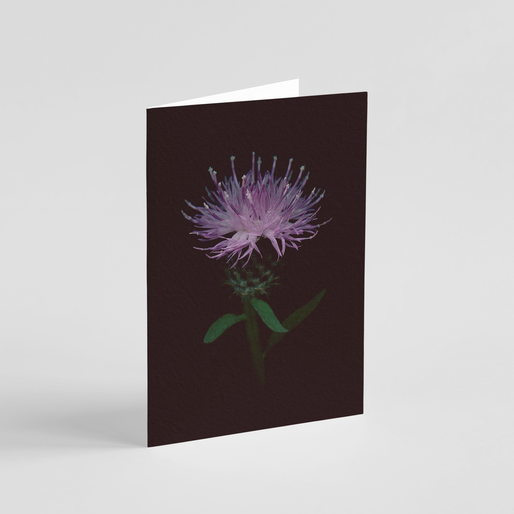 Greeting card with botanical illustration of Common Knapweed, purple flower from the Boreal Seasons collection.