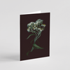 Greeting card with botanical illustration of Pearly Everlasting, white flower from the Boreal Seasons collection.