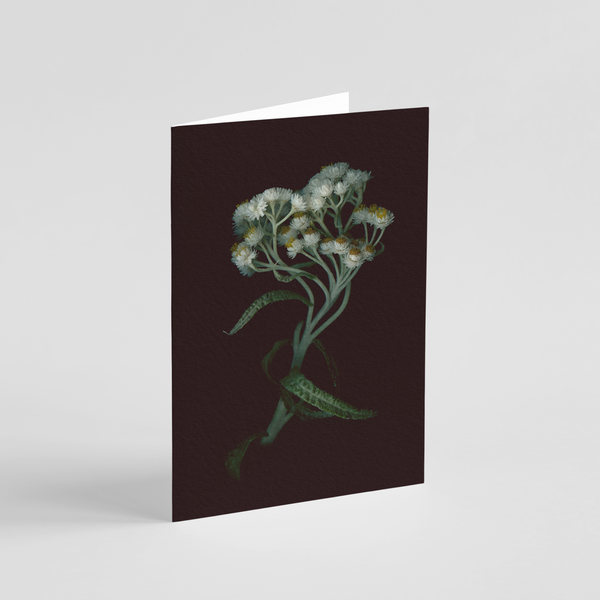 Greeting card with botanical illustration of Pearly Everlasting, white flower from the Boreal Seasons collection.