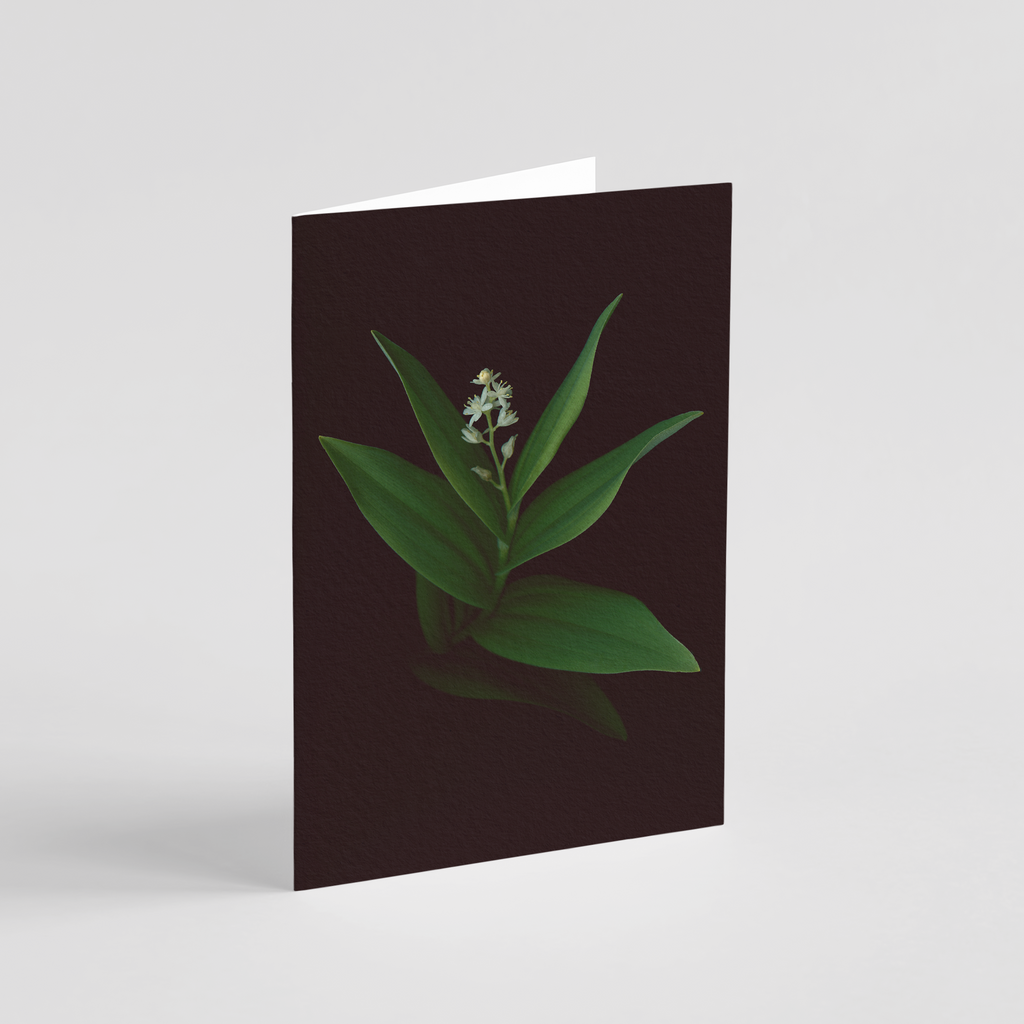 Greeting card with botanical illustration of Canada Mayflower, white flower from the Boreal Seasons collection.