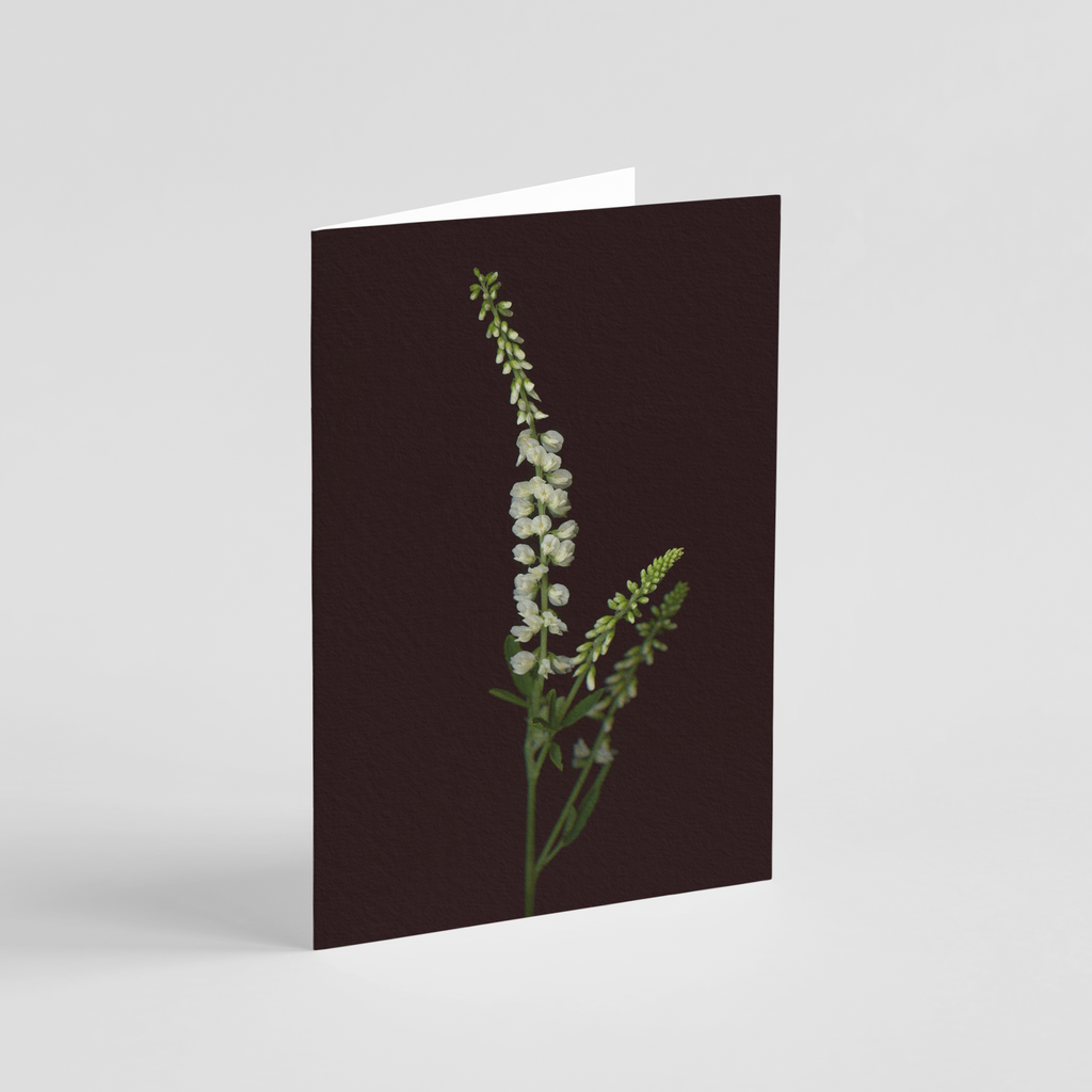 Greeting card with botanical illustration of White Sweetclover, flower from the Boreal Seasons collection.