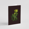 Greeting card with botanical illustration of Marsh Marigold, yellow flower from the Boreal Seasons collection.