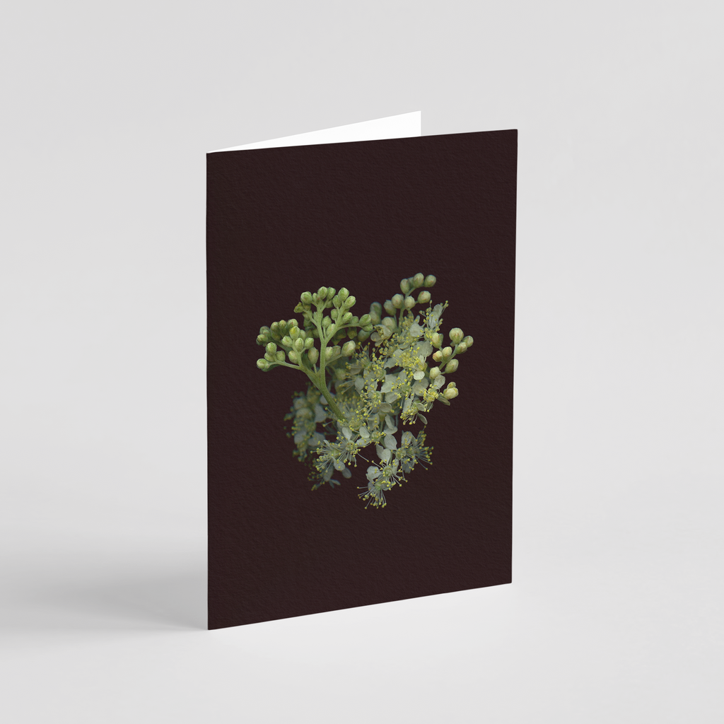 Greeting card with botanical illustration of Meadowsweet, white flower from the Boreal Seasons collection.