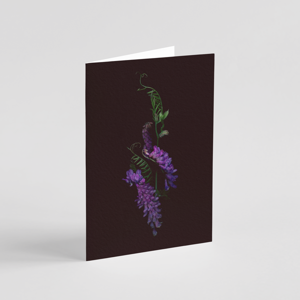 Greeting card with botanical illustration of Tufted Vetch, purple flower from the Boreal Seasons collection.