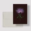 Greeting card with botanical illustration of Common Knapweed, purple flower from the Boreal Seasons collection.