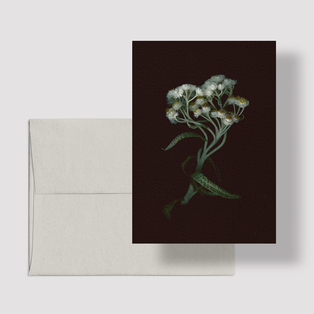 Greeting card with botanical illustration of Pearly Everlasting, white flower from the Boreal Seasons collection.