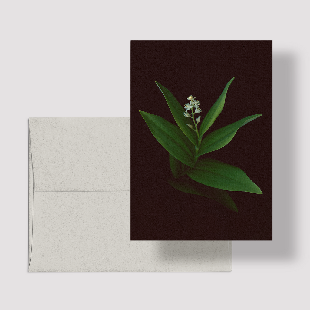 Greeting card with botanical illustration of Canada Mayflower, white flower from the Boreal Seasons collection.