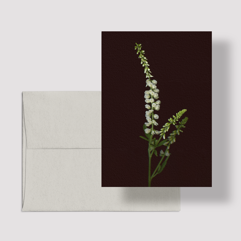 Greeting card with botanical illustration of White Sweetclover, flower from the Boreal Seasons collection.