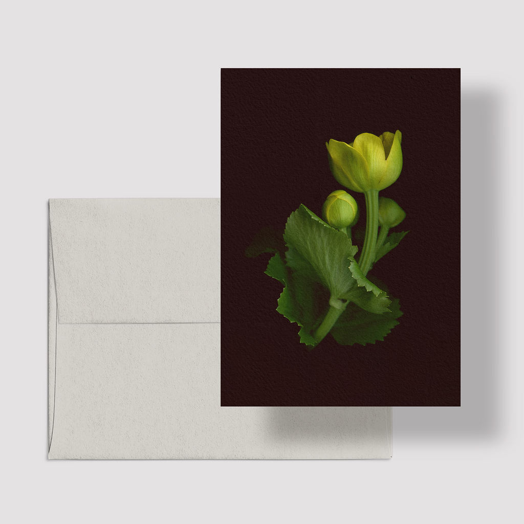 Greeting card with botanical illustration of Marsh Marigold, yellow flower from the Boreal Seasons collection.