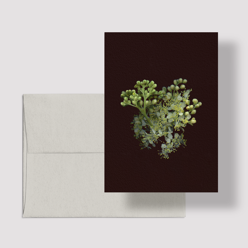 Greeting card with botanical illustration of Meadowsweet, white flower from the Boreal Seasons collection.