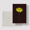 Greeting card with botanical illustration of Coltsfoot yellow flower from the Boreal Seasons collection.