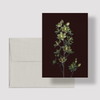 Greeting card with botanical illustration of Mountain Deathcamas, white flower from the Boreal Seasons collection.