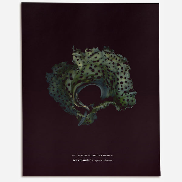 Sea Colander (Agarum cribrosum) - Raoul et Simone