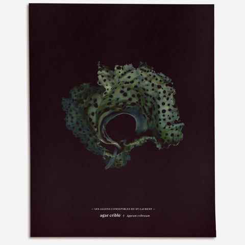 Algues Comestibles du St-Laurent / illimités 