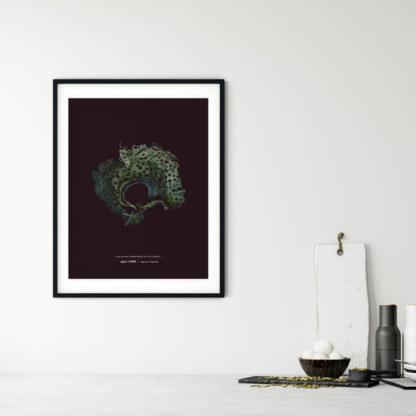 Sea Colander (Agarum cribrosum) - Raoul et Simone