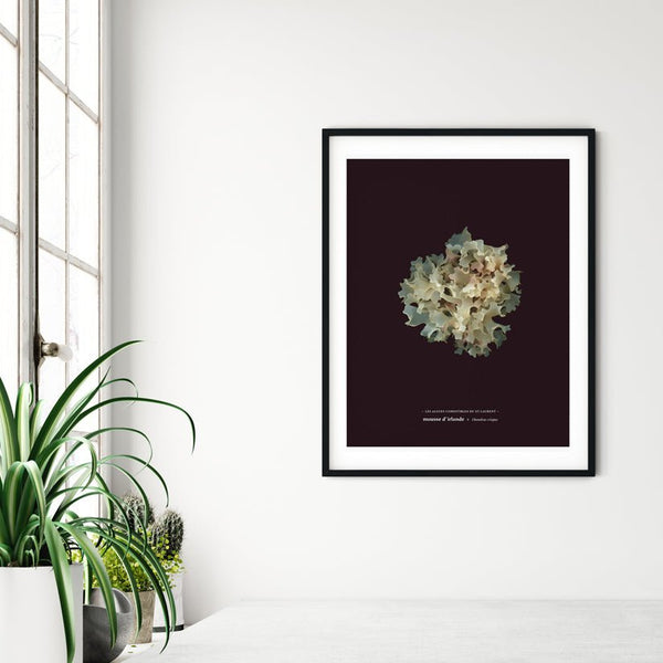 Irish Moss - La Blanche (Chondrus crispus) - Raoul et Simone