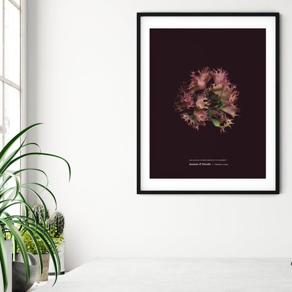 Irish Moss - La Rose (Chondrus crispus) - Raoul et Simone