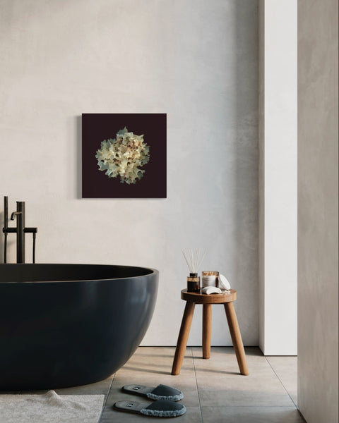 Irish Moss – La Blanche / Giclée On Canvas - Raoul et Simone